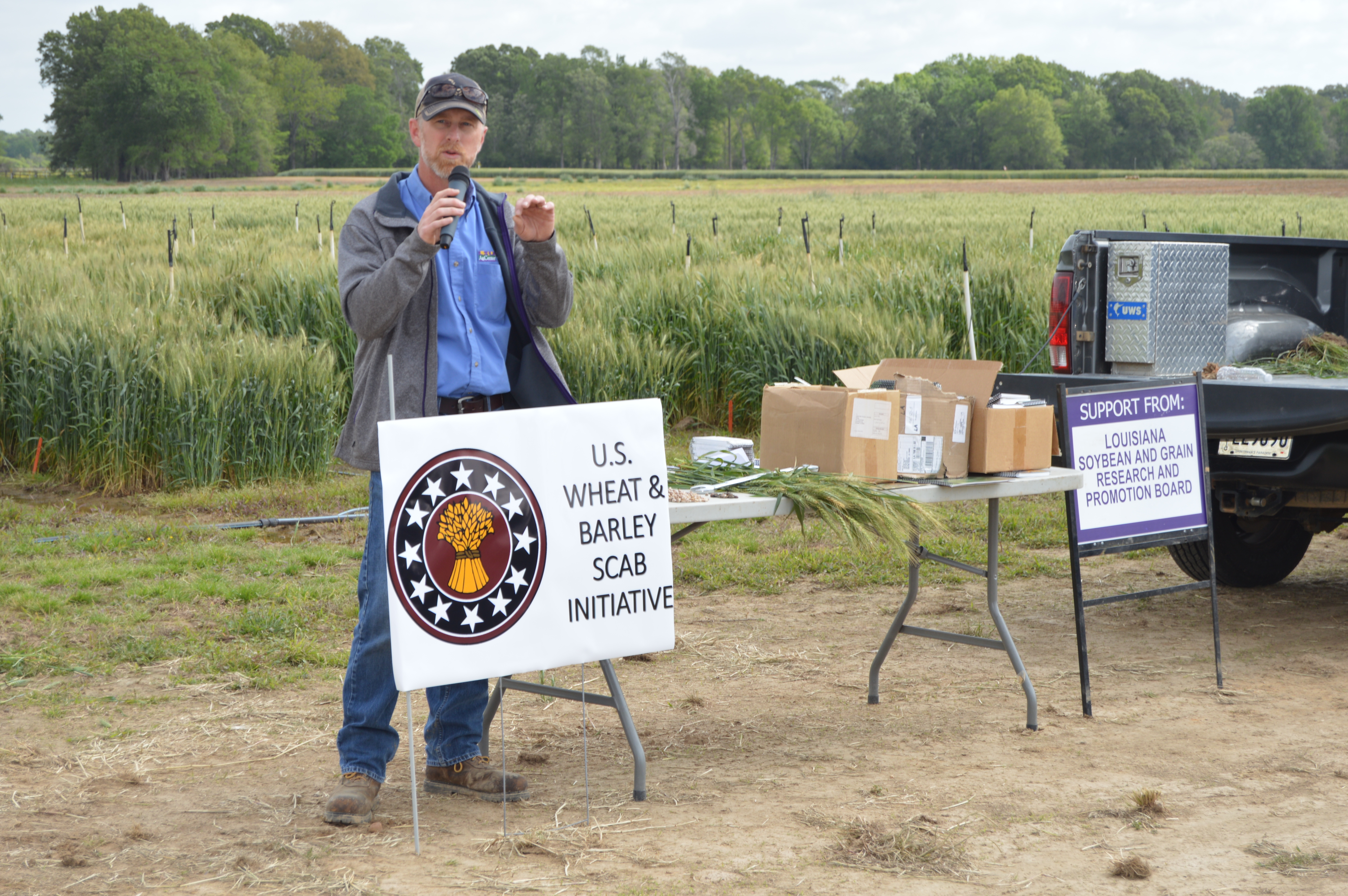 LSU AgCenter field day highlights wheat, oat research